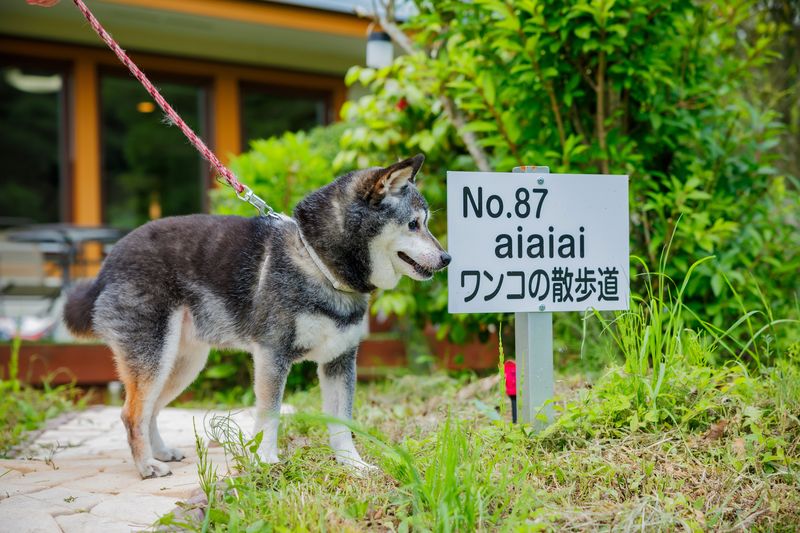 aiaiai ワンコの散歩道 サムネイル画像
